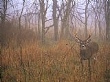 Raymond Gehman A 8 Point White Tailed Deer Buck Standing in Grasses at Woods Edge
