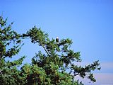Raymond Gehman A Bald Eagle Haliaeetus Leucocephalus Scouts The Land From a Tree