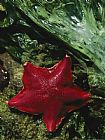 Raymond Gehman A Bat Star Patiria Miniata Edges Across Sea Lettuce Ulva Lactuca