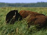 Raymond Gehman A Bison Is All But Hidden in Tall Grass