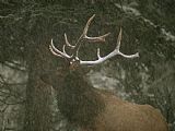 Winter Park Prints - A Bull Elk in a Winter Storm Vermilion Lakes Banff National Park by Raymond Gehman