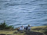 Raymond Gehman A Couple Sits on a Shore Observing Killer Whales Swimming Offshore