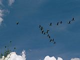 Geese Paintings - A Flock of Canada Geese Fly in Formation Above Wade Island by Raymond Gehman