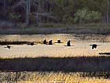 Between Geest And Marsh Prints - A Flock of Ibis Fly Over The Sunset Colored Marsh by Raymond Gehman