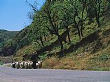 Rural Prints - A Goatherd Leads His Flock of Goats Along a Rural Road Near Beijing by Raymond Gehman