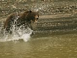 Pretty Boy - Grizzly Bear Prints - A Grizzly Bear Charges Into The Mackenzie River by Raymond Gehman