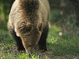 Pretty Boy - Grizzly Bear Prints - A Grizzly Bear Nibbles on Grasses by Raymond Gehman
