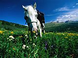 Raymond Gehman A Horse Sniffs at a Patch of Wildflowers