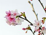Cherry Prints - A Japanese Cherry Tree Bursts Forth in Blossoms by Raymond Gehman
