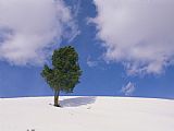 Raymond Gehman A Lone Whitebark Pine Tree on a Snowy Hill