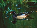 Males Prints - A Male Wood Duck Makes Its Home in The Wildlife Park at Brookgreen Gardens in South Carolina by Raymond Gehman