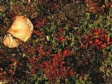 Mushroom Prints - A Mushroom Grows Next to a Cranberry Bush by Raymond Gehman