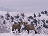Pair Prints - A Pair of Bighorn Sheep in Yellowstone National Park Wyoming by Raymond Gehman