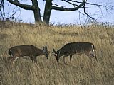 Raymond Gehman A Pair of White Tailed Deer Bucks Butting Heads
