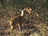 Pair Prints - A Pair of White Tailed Deer Standing in Tangled Brush by Raymond Gehman