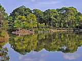 Raymond Gehman A Pine Forest Juts Out on Rocky Point at Morikami Lake