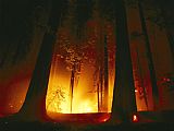 Raymond Gehman A Prescribed Fire Illuminates The Giant Sequoia Trees