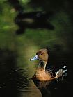 Between Geest And Marsh Prints - A Ruddy Duck Swims Through The Marsh Waters by Raymond Gehman