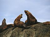 Raymond Gehman A Stellar Sea Lion Bull And Cow Communicate with One Another