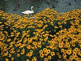 Raymond Gehman A Swan Swims Past a Beautiful Flower Bed