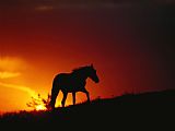 Raymond Gehman A View of a Wild Horse Silhouetted by The Setting Sun