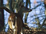 Raymond Gehman A White Tailed Deer Standing in The Woods