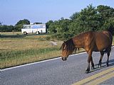 Raymond Gehman A Wild Pony Crosses The Road at Assateague National Wildlife Refuge