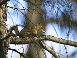 Raymond Gehman An Arboreal Red Squirrel Perches on a Tree Branch While Eating a Pine Nut