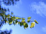 Aspen Prints - An Aspen Branch Is Lit by The Camera's Strobe at Sunset by Raymond Gehman
