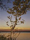 Aspen Prints - An Aspen in Fall Colors Stands in Front of a Lake at Twilight by Raymond Gehman