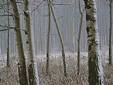 Aspen Prints - Aspen Stand in a Snowstorm Along The Bow Valley Parkway by Raymond Gehman