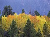 Aspen Prints - Aspen Trees Autumn Gallatin National Forest Montana by Raymond Gehman