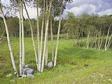 Aspen Prints - Aspen Trees Shoshone National Forest Wyoming by Raymond Gehman