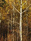 Aspen Prints - Aspen Trees with Autumn Foliage in Whiteshell Provincial Park by Raymond Gehman