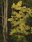 Aspen Prints - Aspens Stand Tall in This Woodlands View by Raymond Gehman