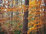 Raymond Gehman Autumn Colored Beech Trees And Pine in Upland Hardwood Forest