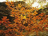 Raymond Gehman Autumn Colored Beech Trees at Raven Rock