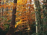 Raymond Gehman Autumn Colored Beech Trees Holly And Pine in Upland Hardwood Forest