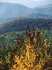 Raymond Gehman Autumn Colored Cherry Tree with View of Blue Ridge Mountains