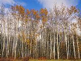 Raymond Gehman Autumn Colors Are Displayed in a Stand of Aspen Trees