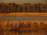 Between Geest And Marsh Prints - Autumn View of Canada Geese on a Freshwater Marsh at Twilight by Raymond Gehman