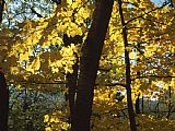 Raymond Gehman Backlit Maple Leaves Glowing Yellow in Autumn