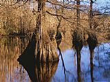 Raymond Gehman Bald Cypress Trees And Their Reflections on Water's Surface