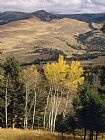 Aspen Prints - Beyond Evergreens And Aspens Grasslands Slope North to Yellowstone's Buffalo Plateau by Raymond Gehman