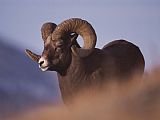 Raymond Gehman Bighorn Ram Yellowstone National Park Wyoming