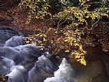 Raymond Gehman Birch Trees in Autumn Hues Along Island Lick Creek