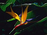 Raymond Gehman Bird of Paradise Flower
