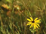 Raymond Gehman Black Eye Susan Among Grasses And Weedy Plants