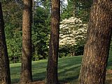 Raymond Gehman Blooming Dogwood Tree Among Pine Trees painting