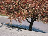 Cherry Prints - Blossoms on a Cherry Tree in Arlington Cemetery by Raymond Gehman